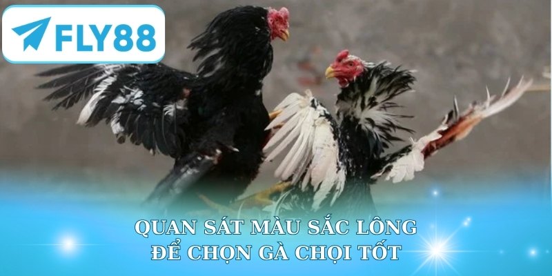 Quan sát màu sắc lông để chọn gà chọi tốt
